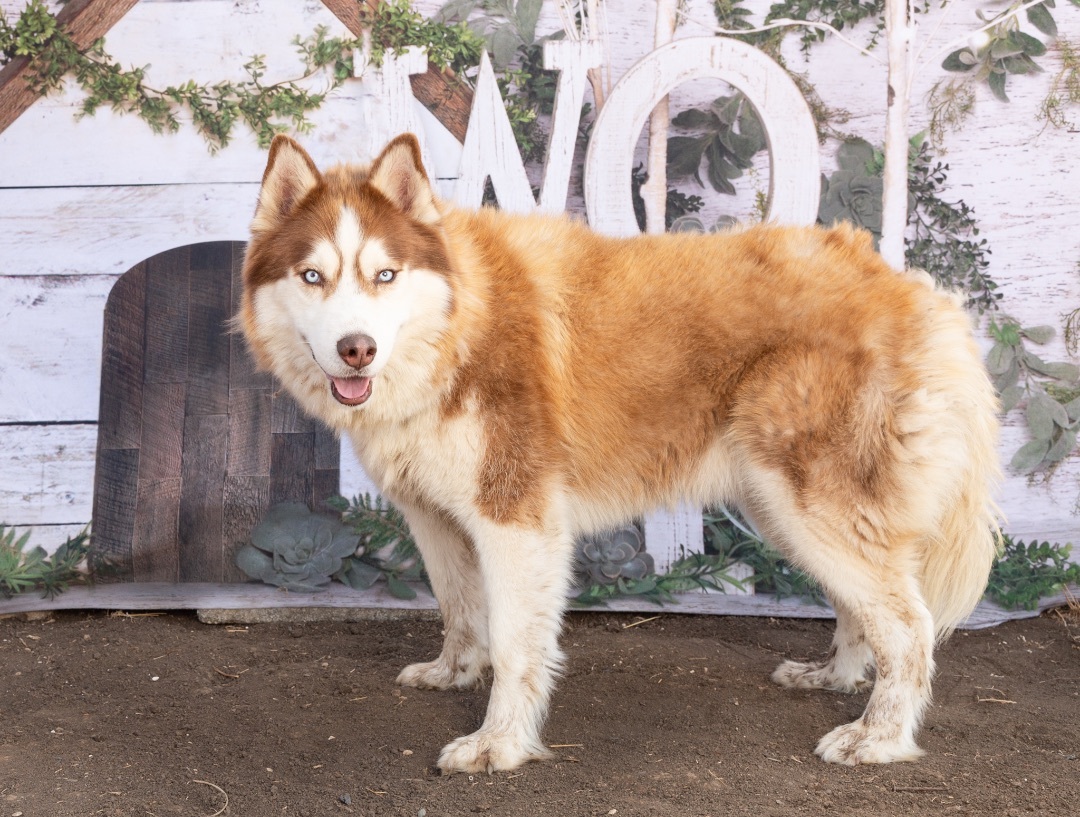 Kimber & Sky (bonded pair) photo 3