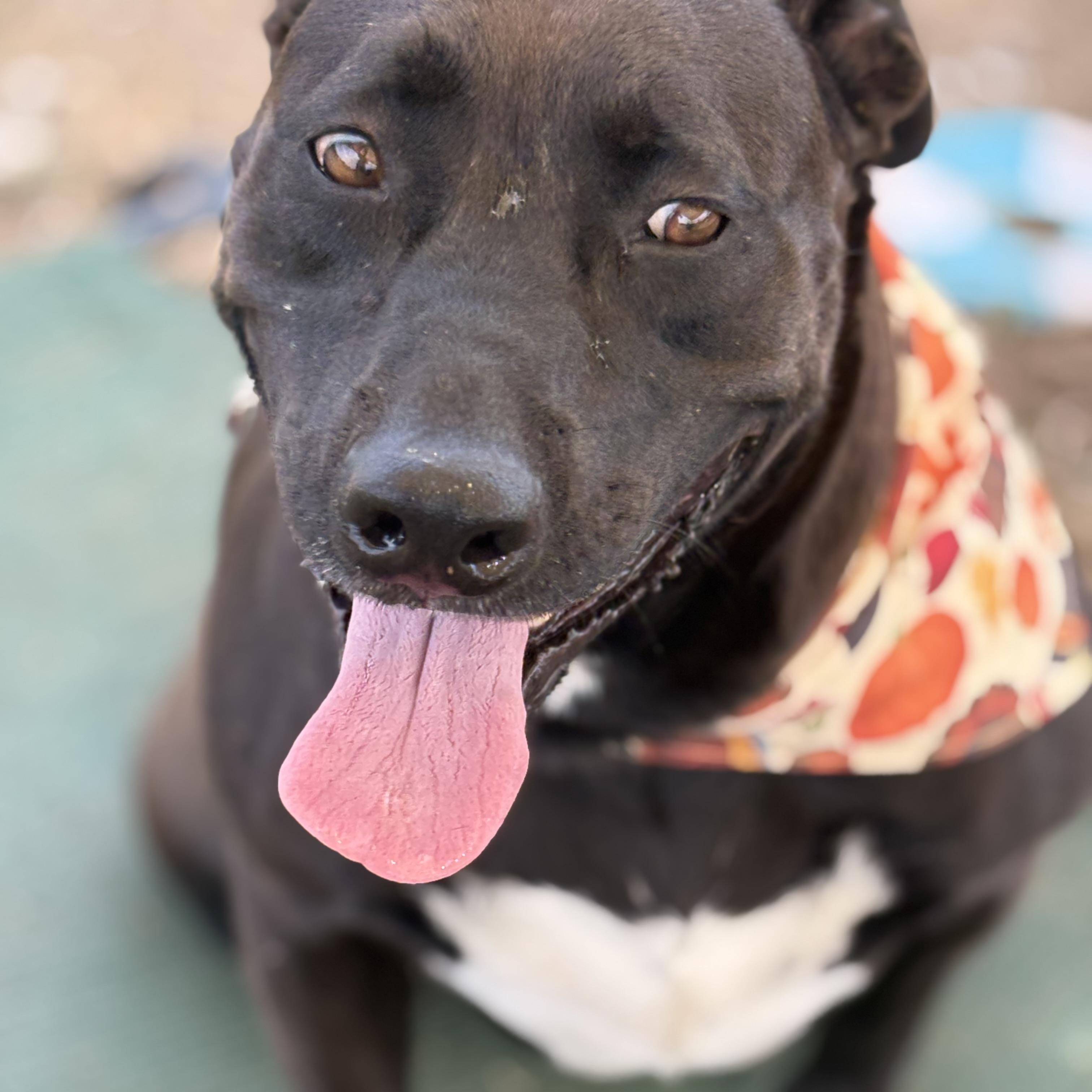 *Kimber & Sky (bonded pair) 2