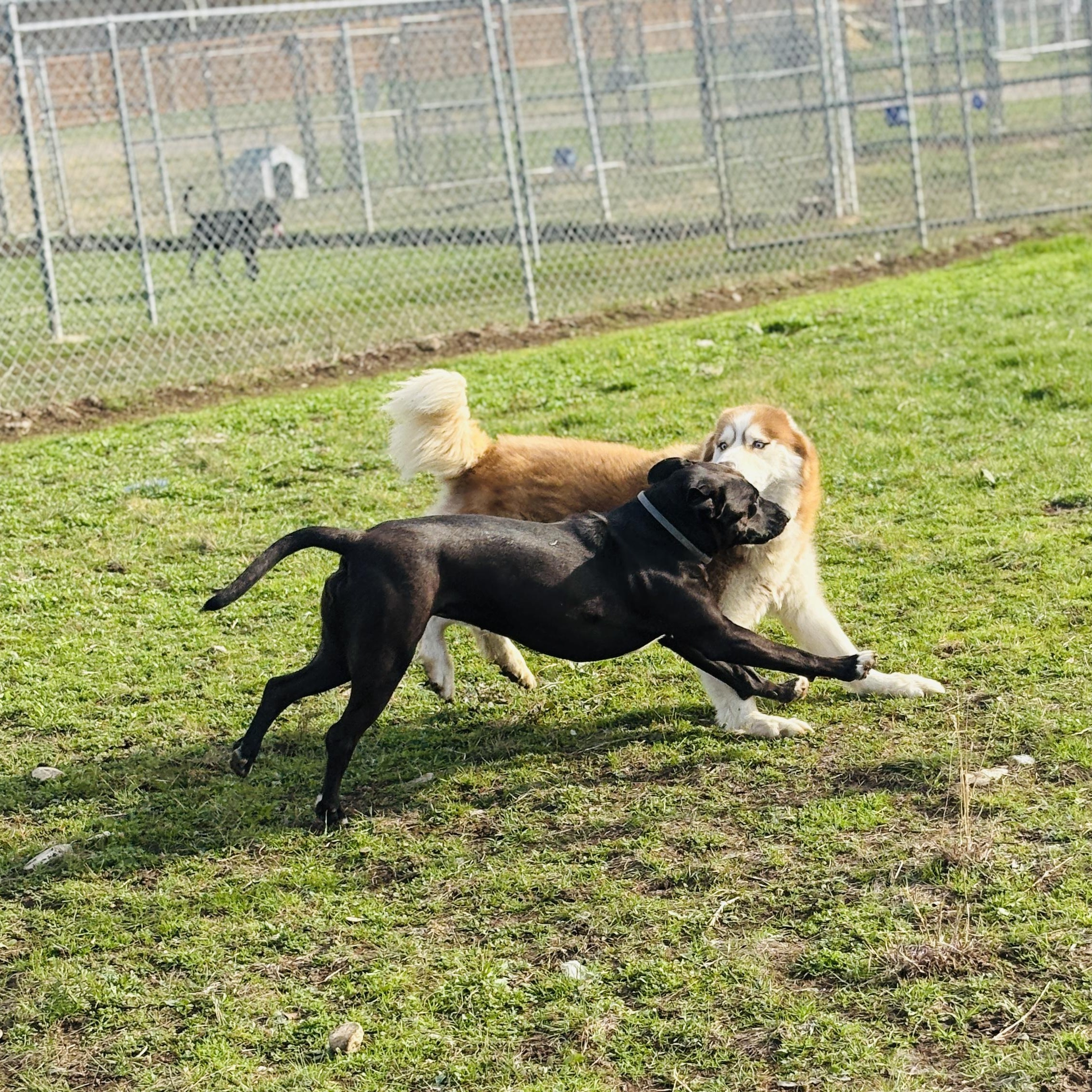 Enlarge *Kimber & Sky (bonded pair), a Adoptable mixed breed in Justin, TX image 5/5