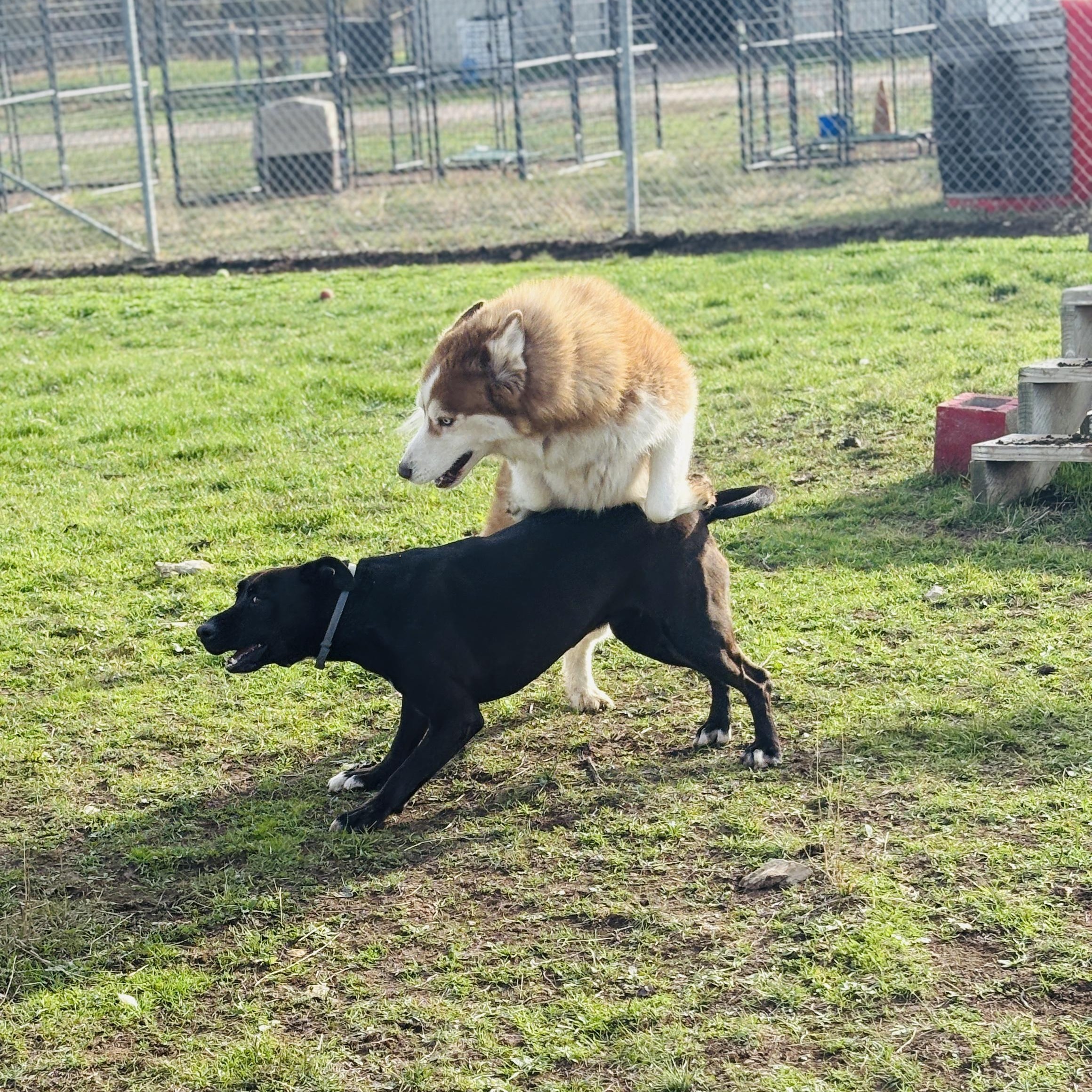 *Kimber & Sky (bonded pair)