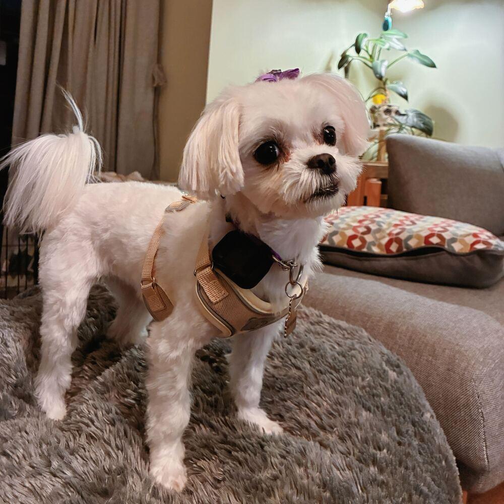 Areum, Adoptable, Adult Female Maltese.