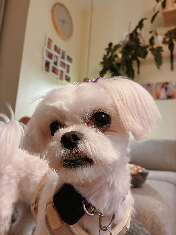 Enlarge Areum, a Adoptable Maltese in Long Island City, NY image 2/6