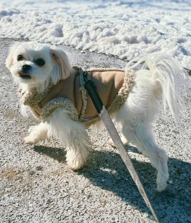 Enlarge Areum, a Adoptable Maltese in Long Island City, NY image 3/6