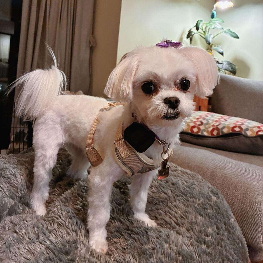 Enlarge Areum, a Adoptable Maltese in Long Island City, NY image 4/6