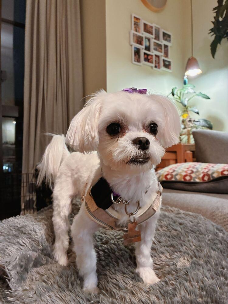 Enlarge Areum, a Adoptable Maltese in Long Island City, NY image 5/6