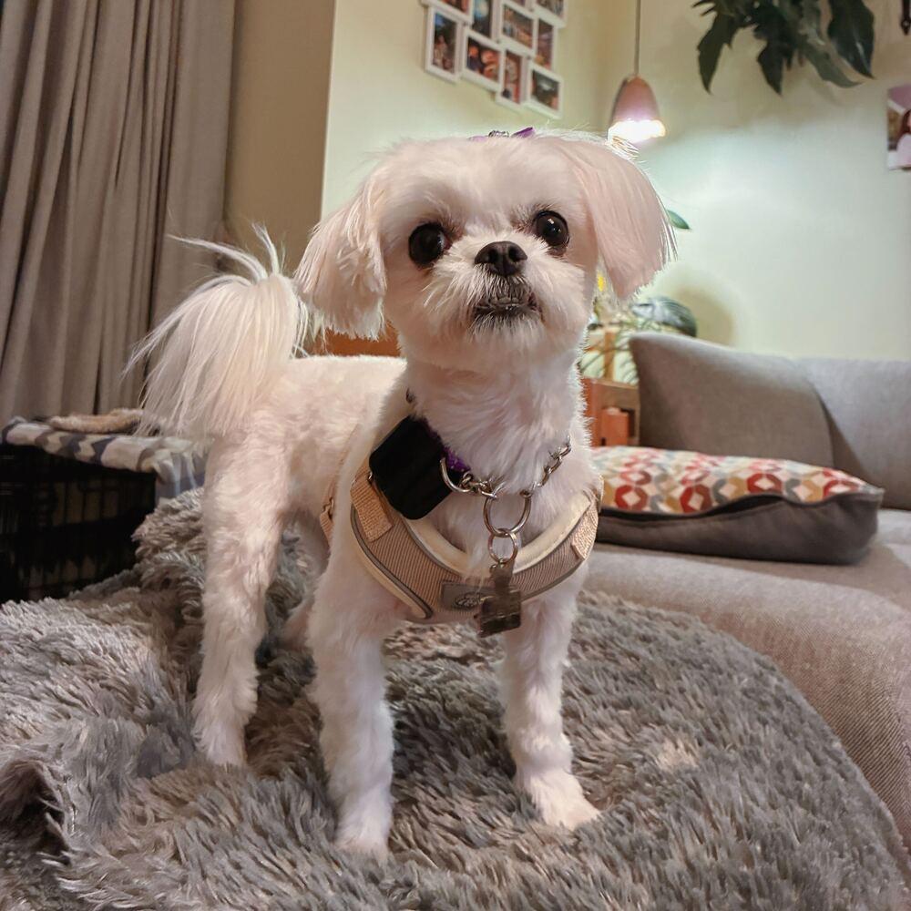 Enlarge Areum, a Adoptable Maltese in Long Island City, NY image 6/6
