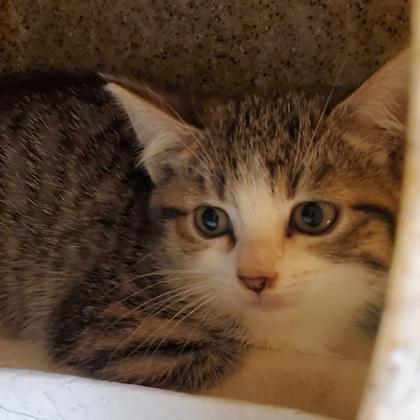 Enlarge Cherry, a Adoptable mixed breed in Dubuque, IA image 1/3