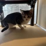 Enlarge Cherry, a Adoptable mixed breed in Dubuque, IA image 3/3