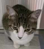 Enlarge Cherry, a Adoptable mixed breed in Dubuque, IA image 2/3