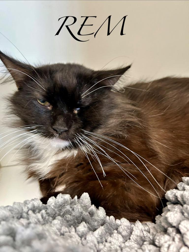 Enlarge REM, a Adoptable mixed breed in West Union, OH image 1/2