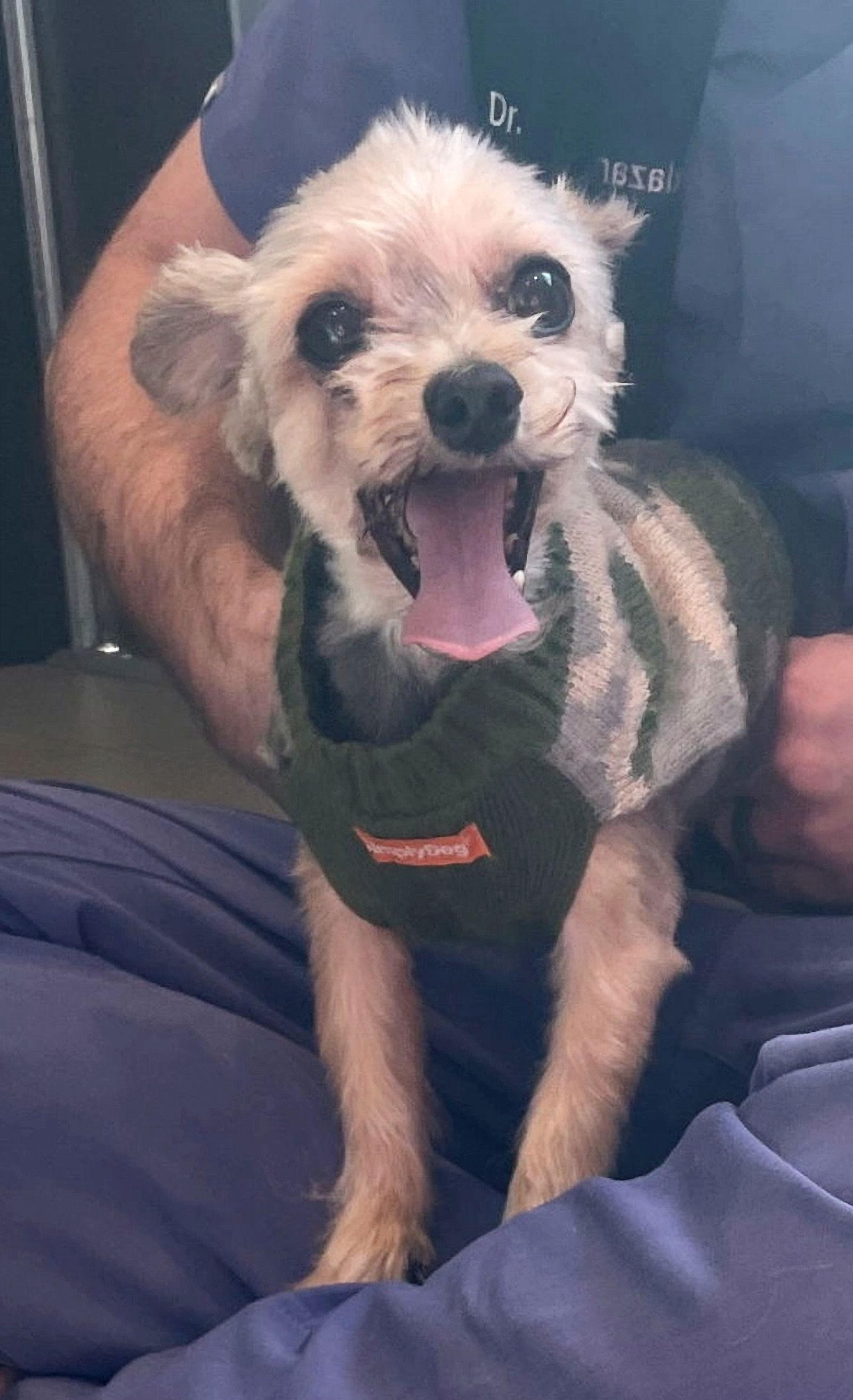 Jeter & Baby Girl- BONDED PAIR, Adoptable, Senior Male Yorkshire Terrier.