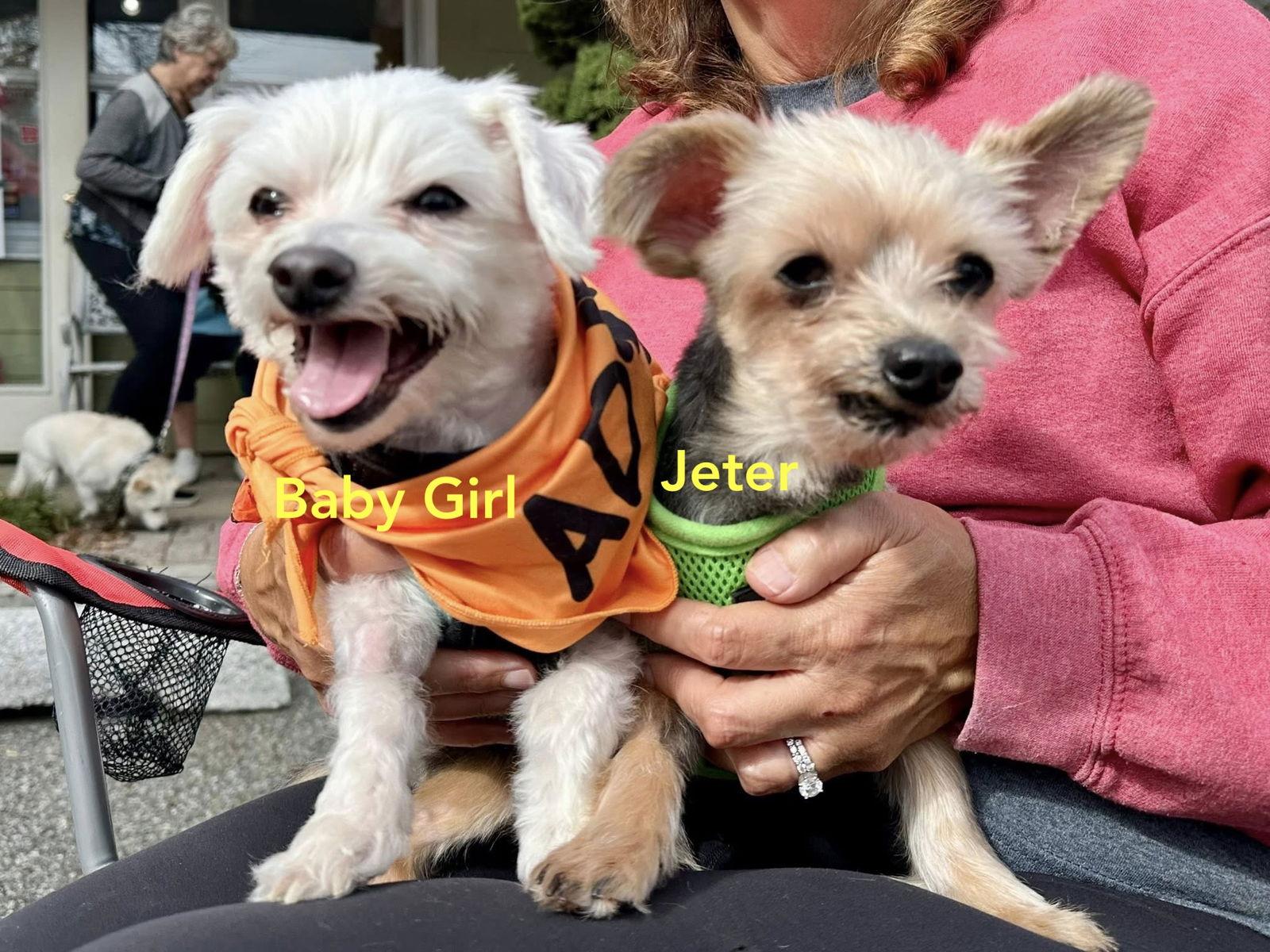 Enlarge Jeter & Baby Girl- BONDED PAIR, a Adoptable Yorkshire Terrier in Chester, NJ image 2/3