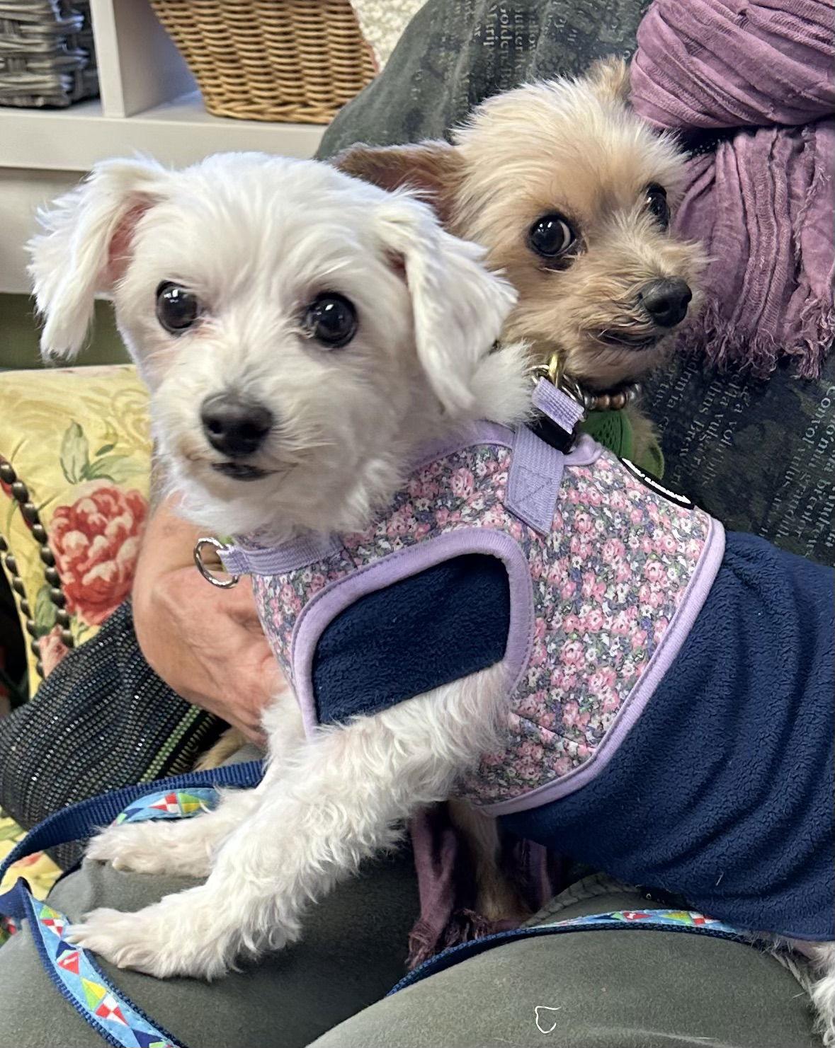 Enlarge Jeter & Baby Girl- BONDED PAIR, a Adoptable Yorkshire Terrier in Chester, NJ image 3/3