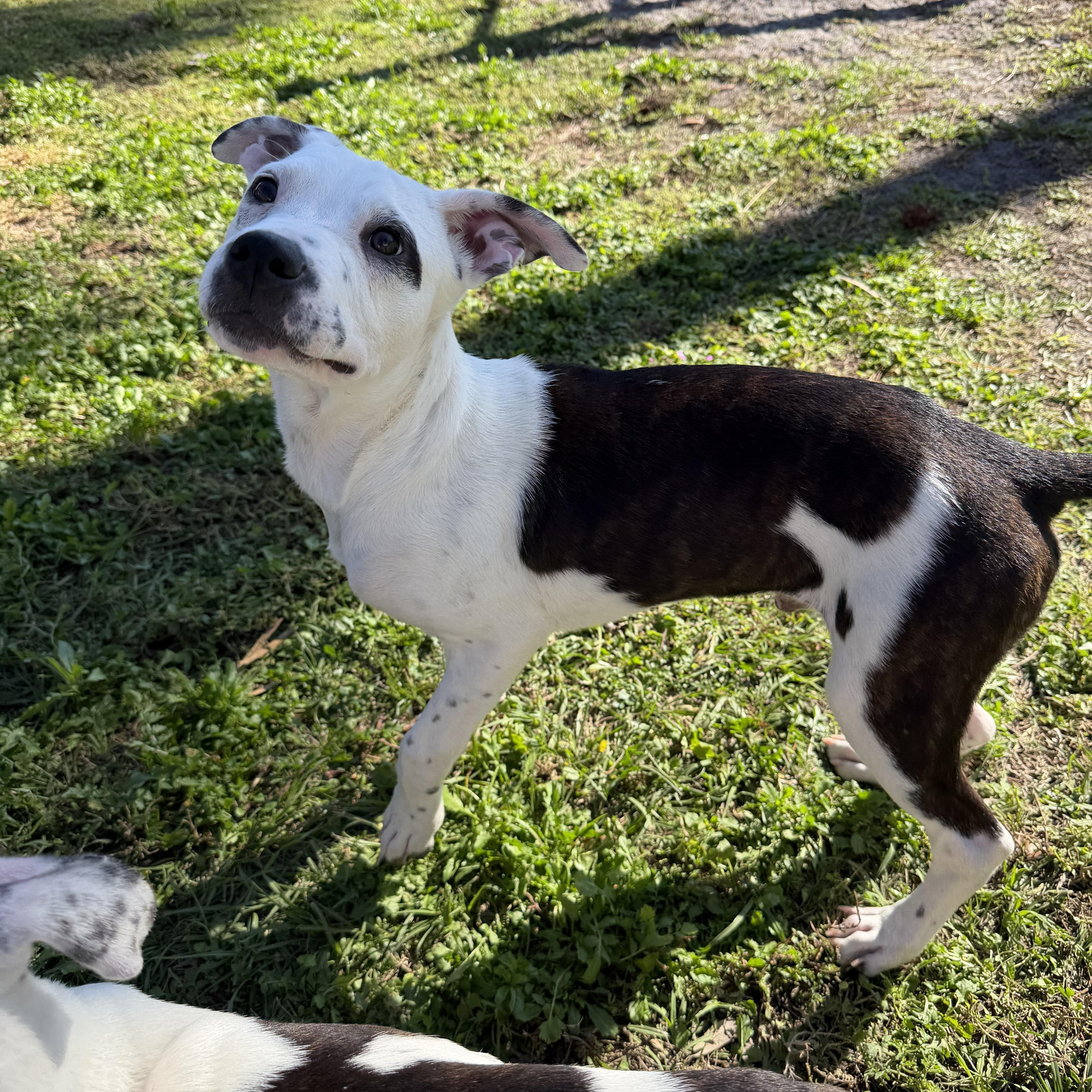 Enlarge Spot, a ADOPTABLE mixed breed in Naples, FL image 3/6