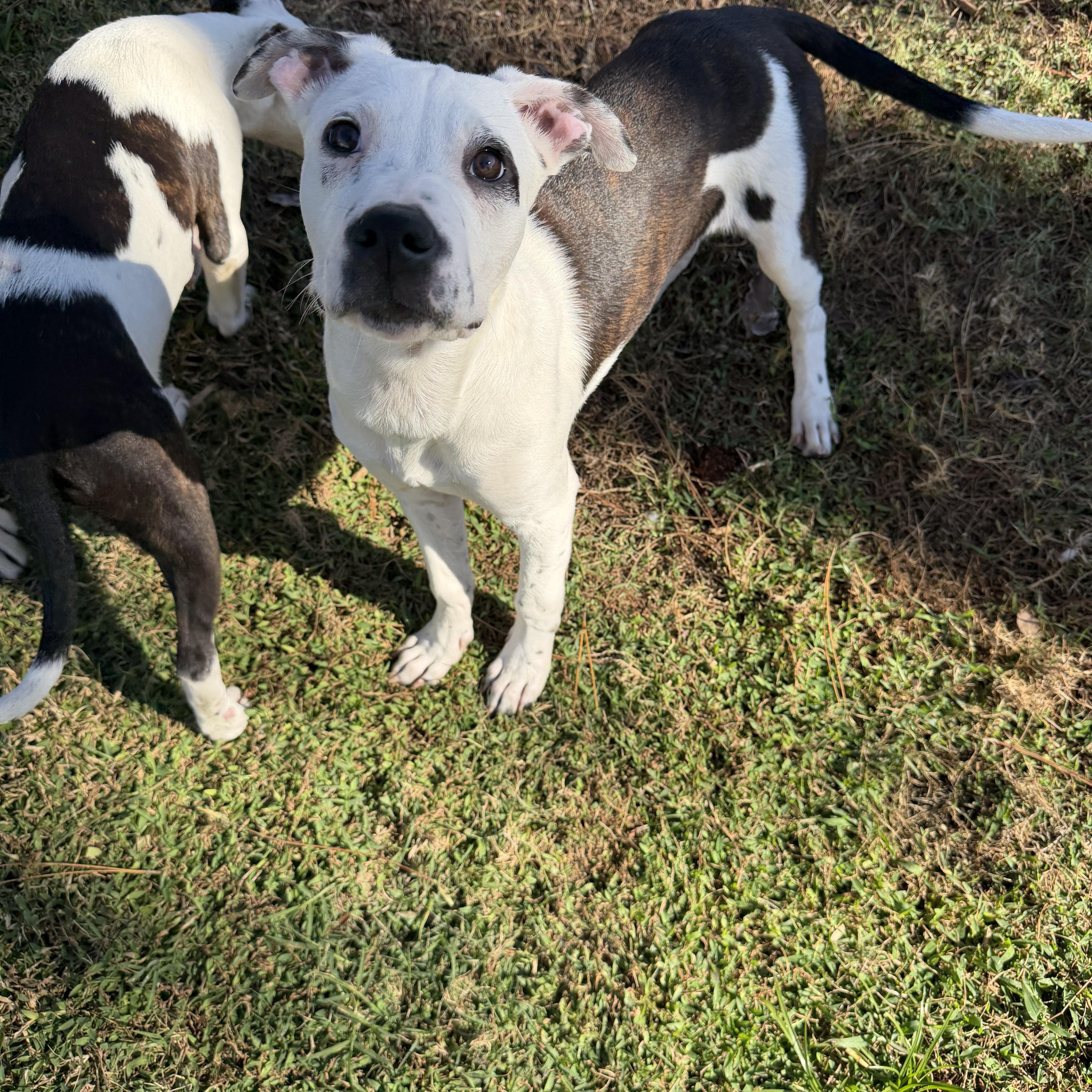 Enlarge Spot, a ADOPTABLE mixed breed in Naples, FL image 1/6