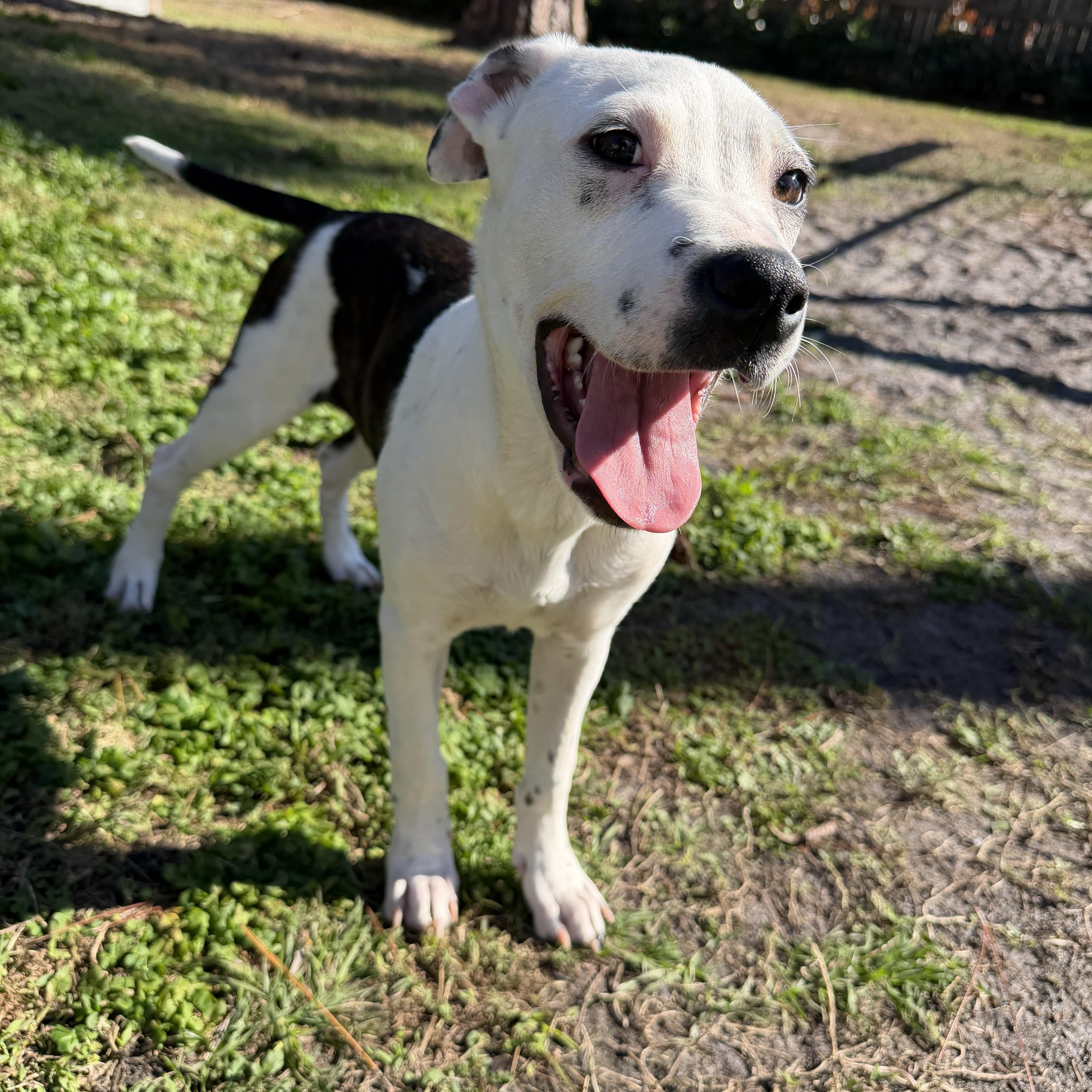 Enlarge Spot, a ADOPTABLE mixed breed in Naples, FL image 2/6