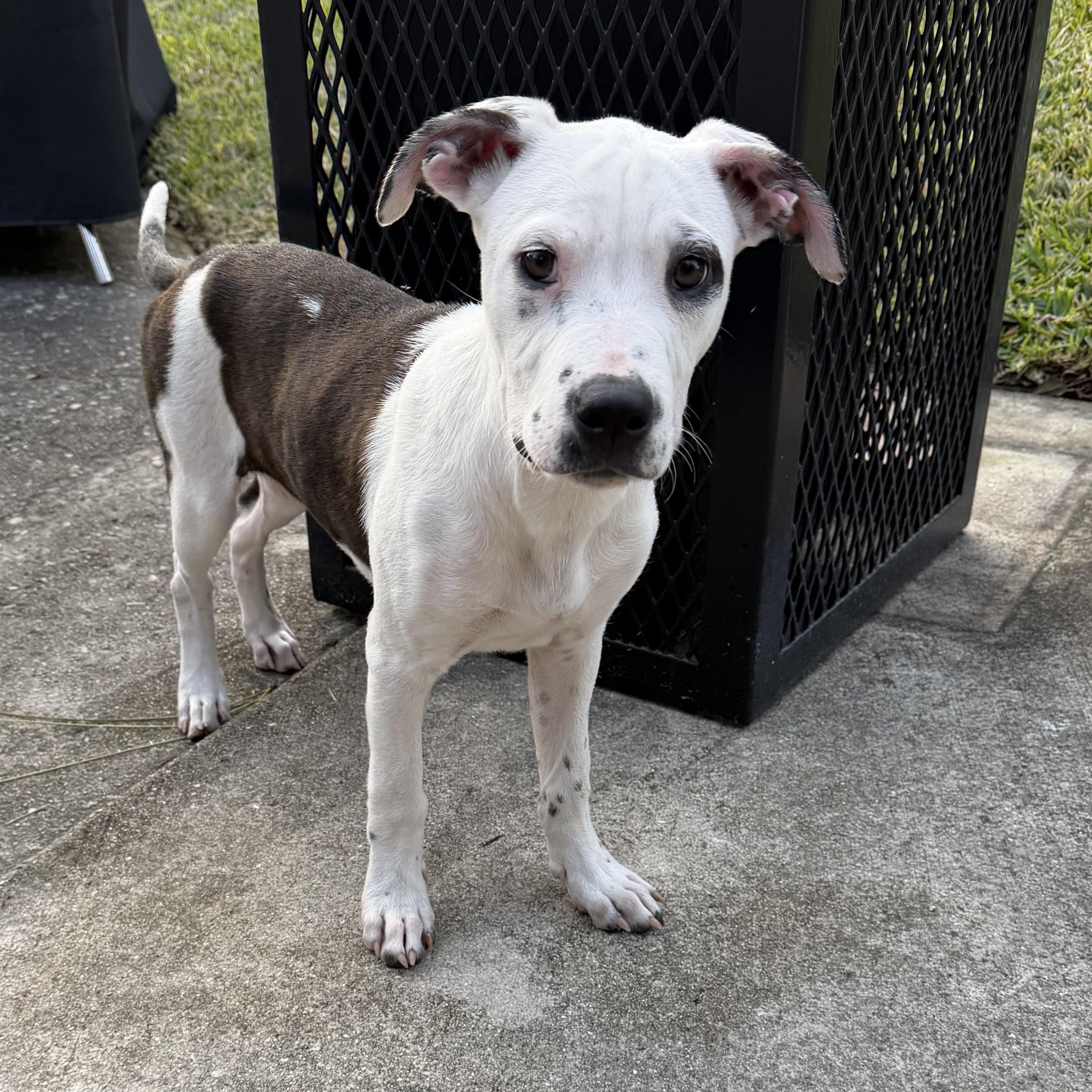 Enlarge Spot, a ADOPTABLE mixed breed in Naples, FL image 4/6
