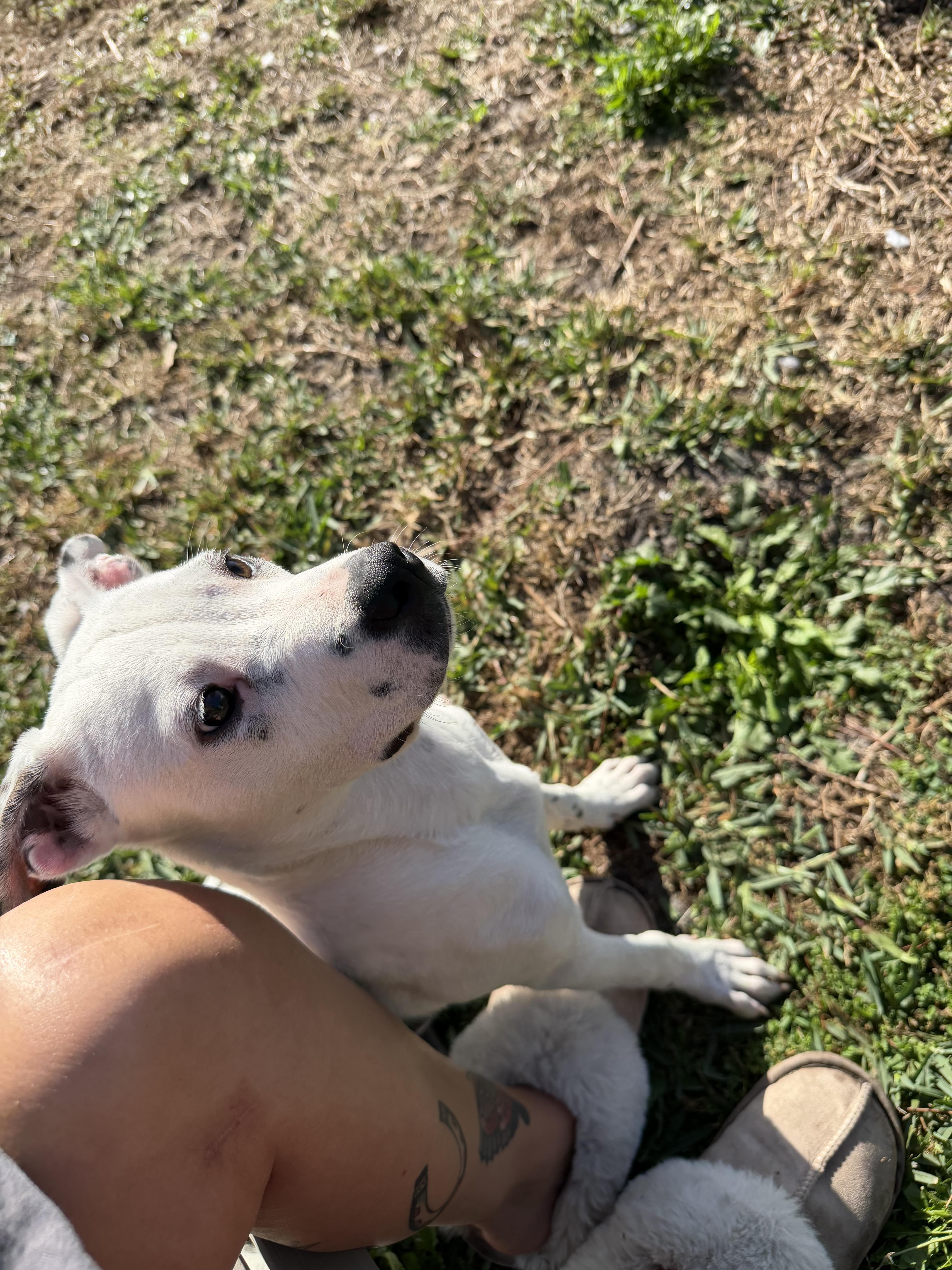Enlarge Spot, a ADOPTABLE mixed breed in Naples, FL image 6/6