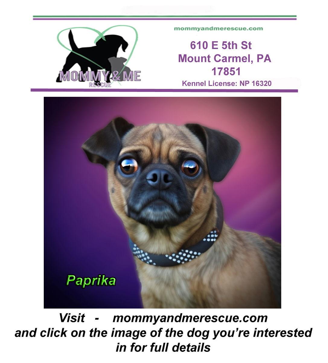 Enlarge Paprika, a Adopted Pug in Mt Carmel, PA image 1/1