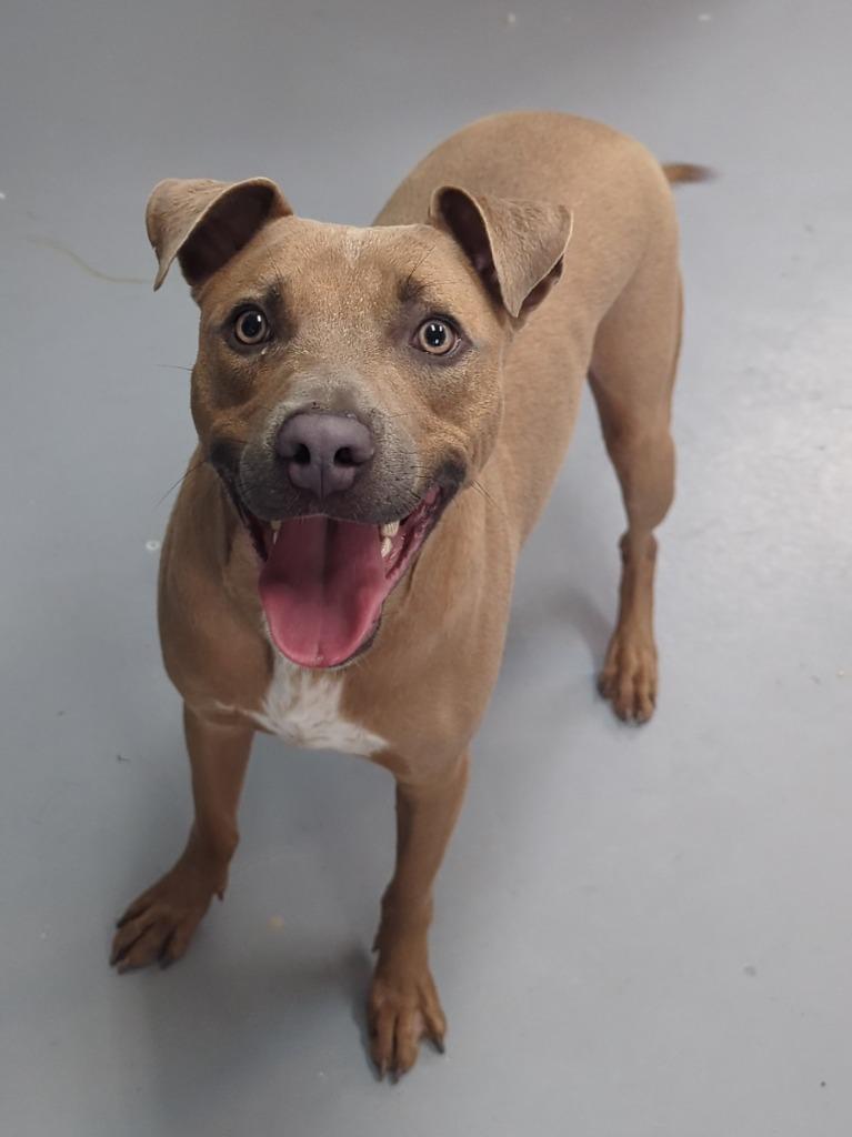 Enlarge AJ, a Adoptable mixed breed in Kingsland, GA image 1/6