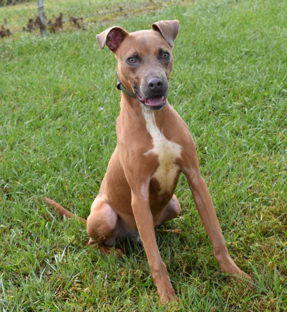 Enlarge AJ, a Adoptable mixed breed in Kingsland, GA image 2/6