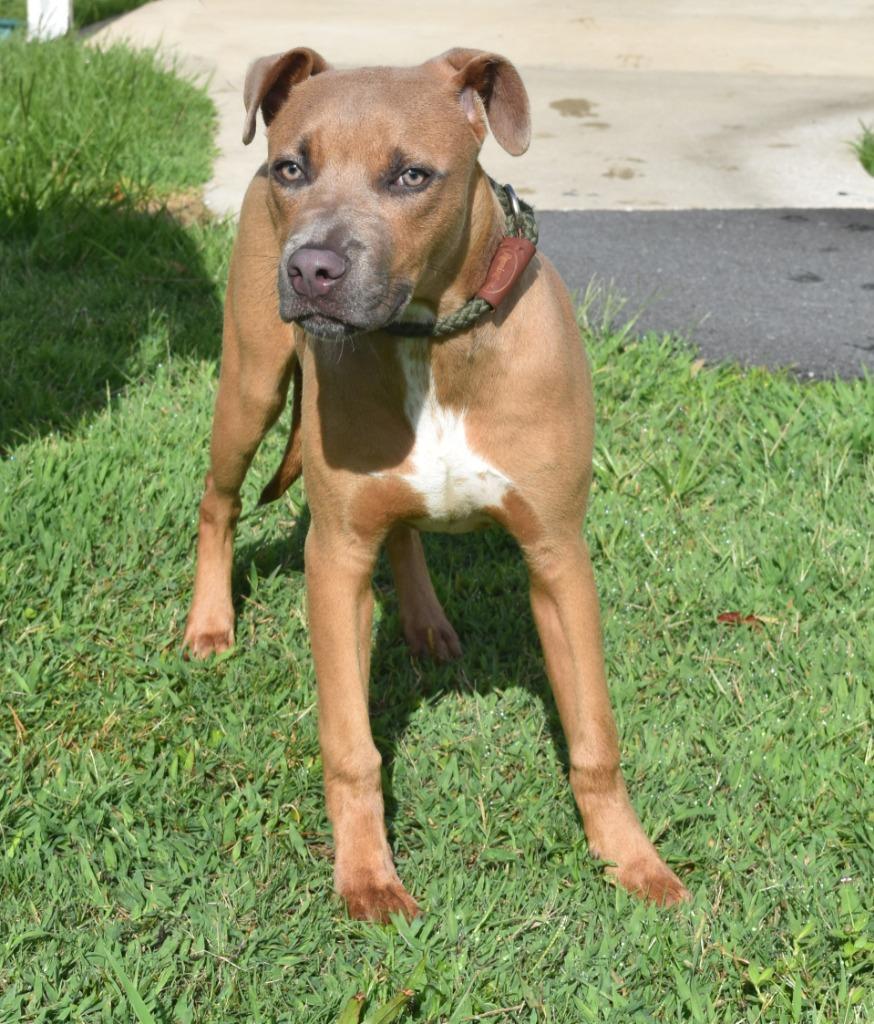 Enlarge AJ, a Adoptable mixed breed in Kingsland, GA image 3/6