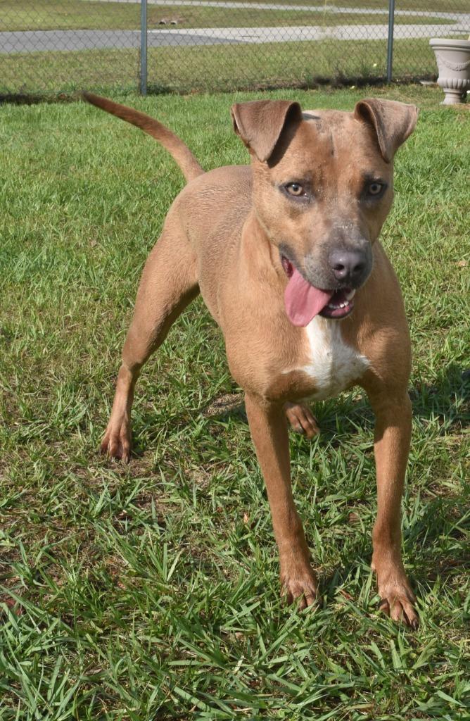 Enlarge AJ, a Adoptable mixed breed in Kingsland, GA image 4/6