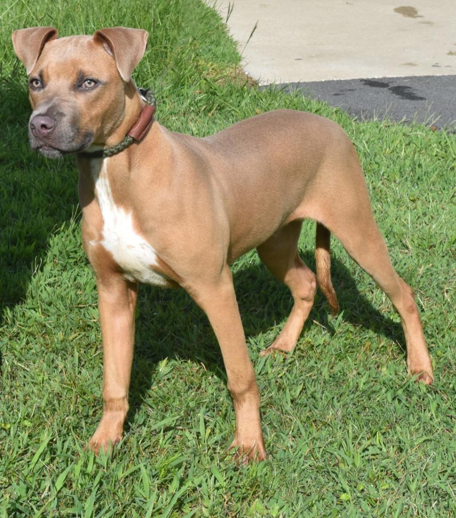 Enlarge AJ, a Adoptable mixed breed in Kingsland, GA image 5/6