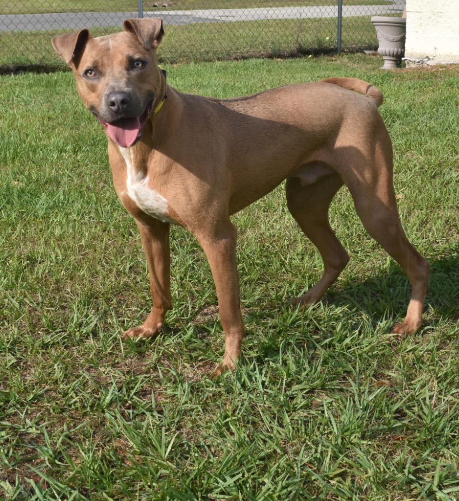 Enlarge AJ, a Adoptable mixed breed in Kingsland, GA image 6/6