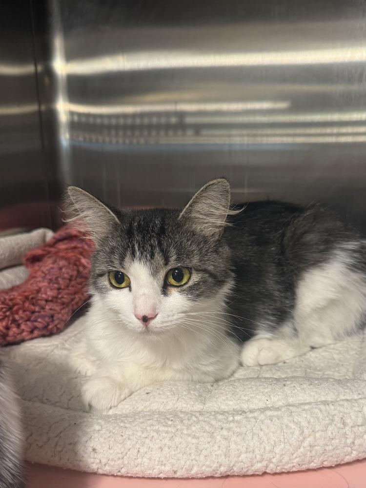 Lily, Adoptable, Adult Female Domestic Short Hair.