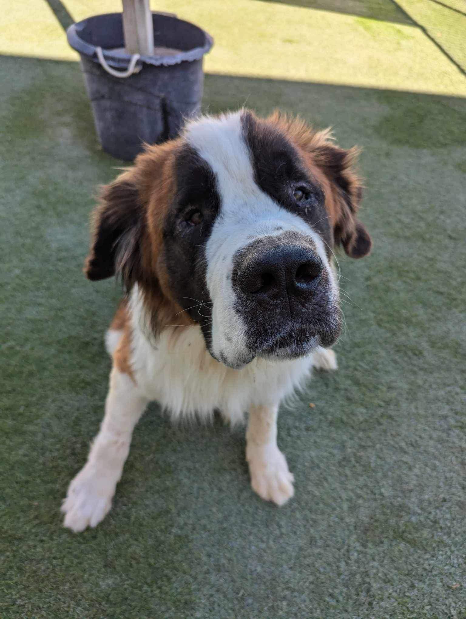 Enlarge Boulder, a Adopted Saint Bernard in Edmond, OK image 3/4