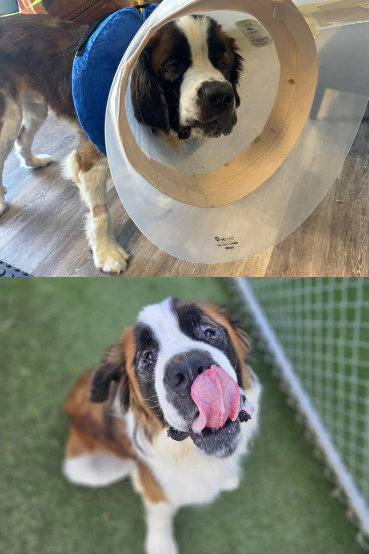 Enlarge Boulder, a Adopted Saint Bernard in Edmond, OK image 4/4