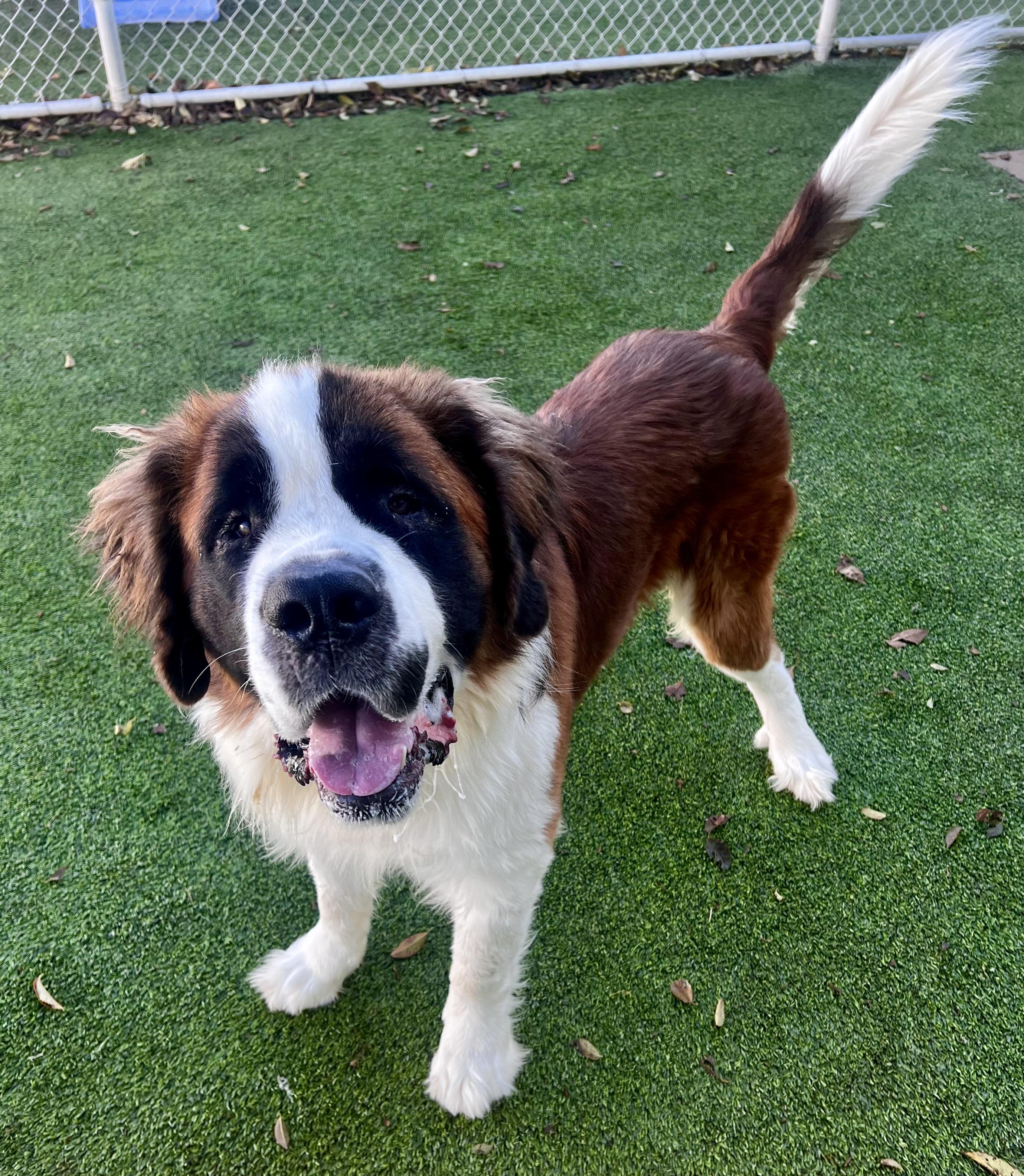 Boulder, Adopted, Young Male Saint Bernard.