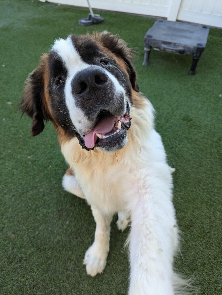 Enlarge Boulder, a Adopted Saint Bernard in Edmond, OK image 2/4