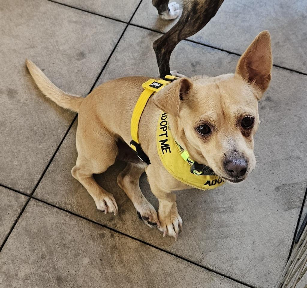 Fred, Adoptable, Adult Male Terrier.