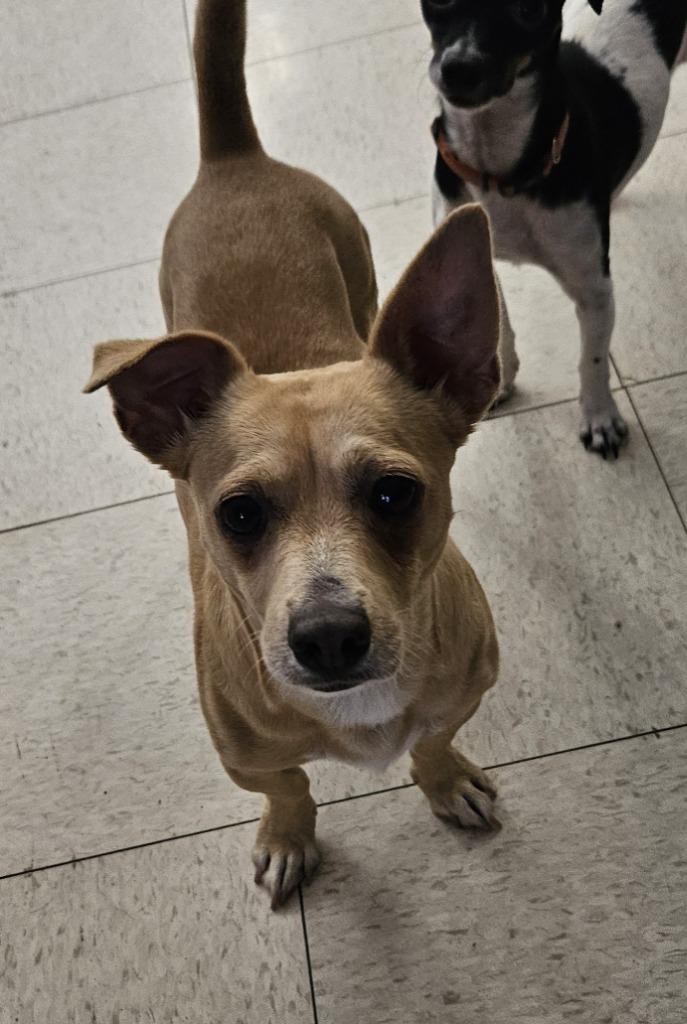 Enlarge Fred, a Adoptable Terrier in Lemoore, CA image 2/2