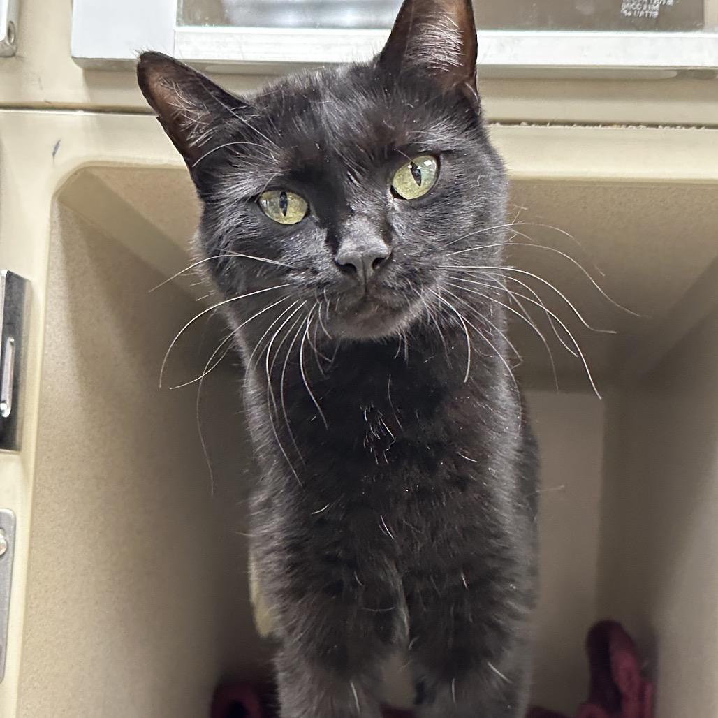 Enlarge Irene, a Adoptable Domestic Short Hair in Durango, CO image 1/2