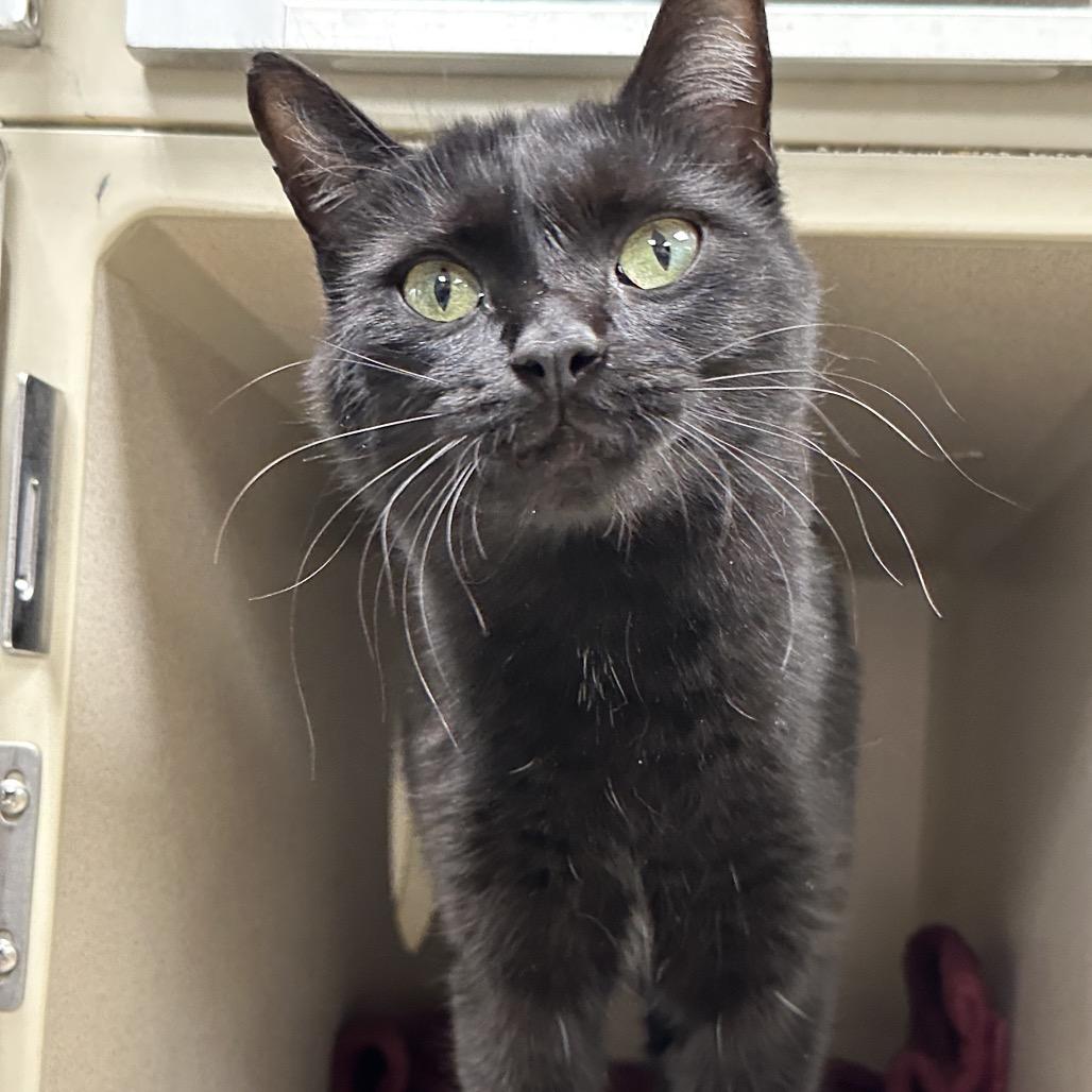 Enlarge Irene, a Adoptable Domestic Short Hair in Durango, CO image 2/2