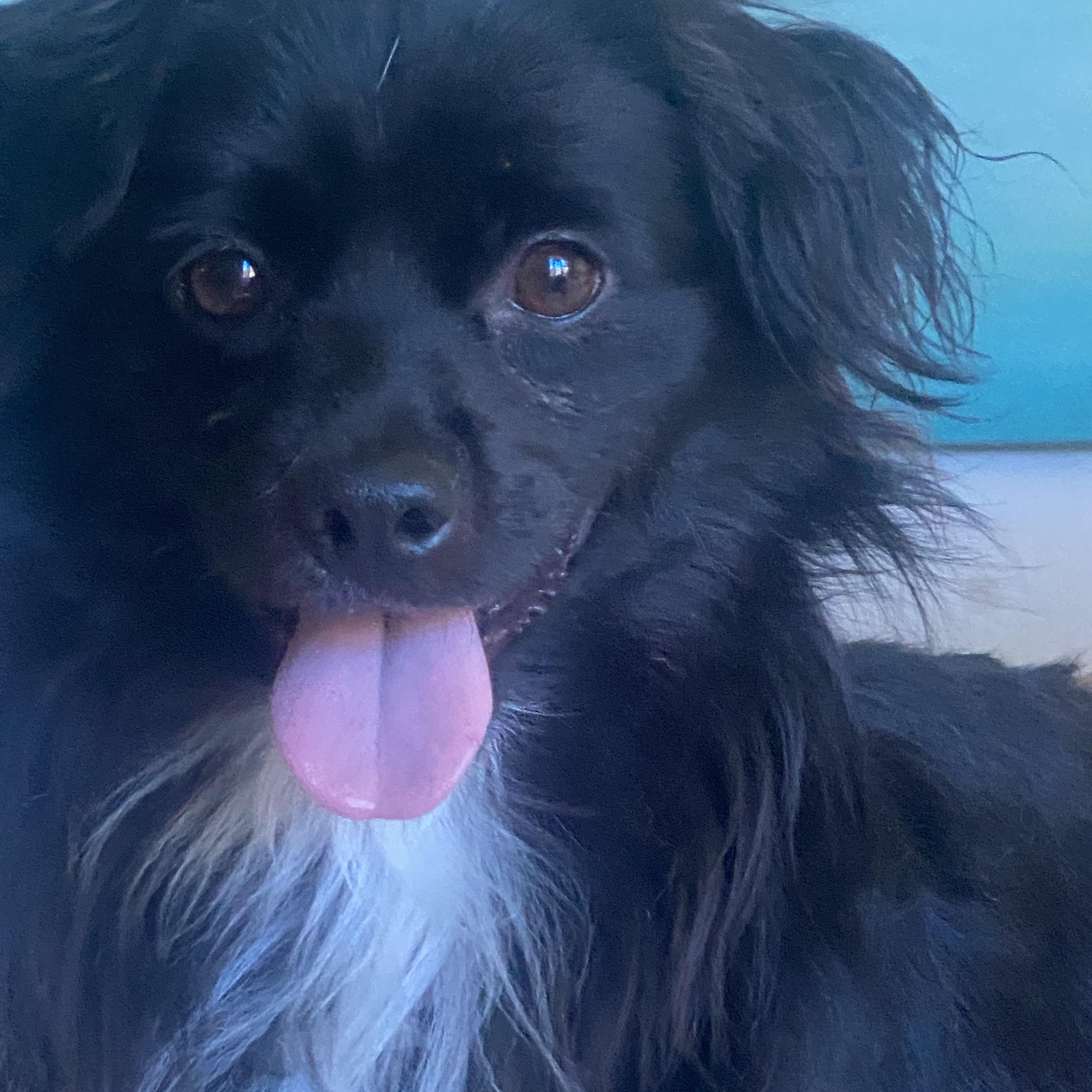 Pongo, an adoptable Spaniel, Papillon in Newport Beach, CA, 92660 | Photo Image 1
