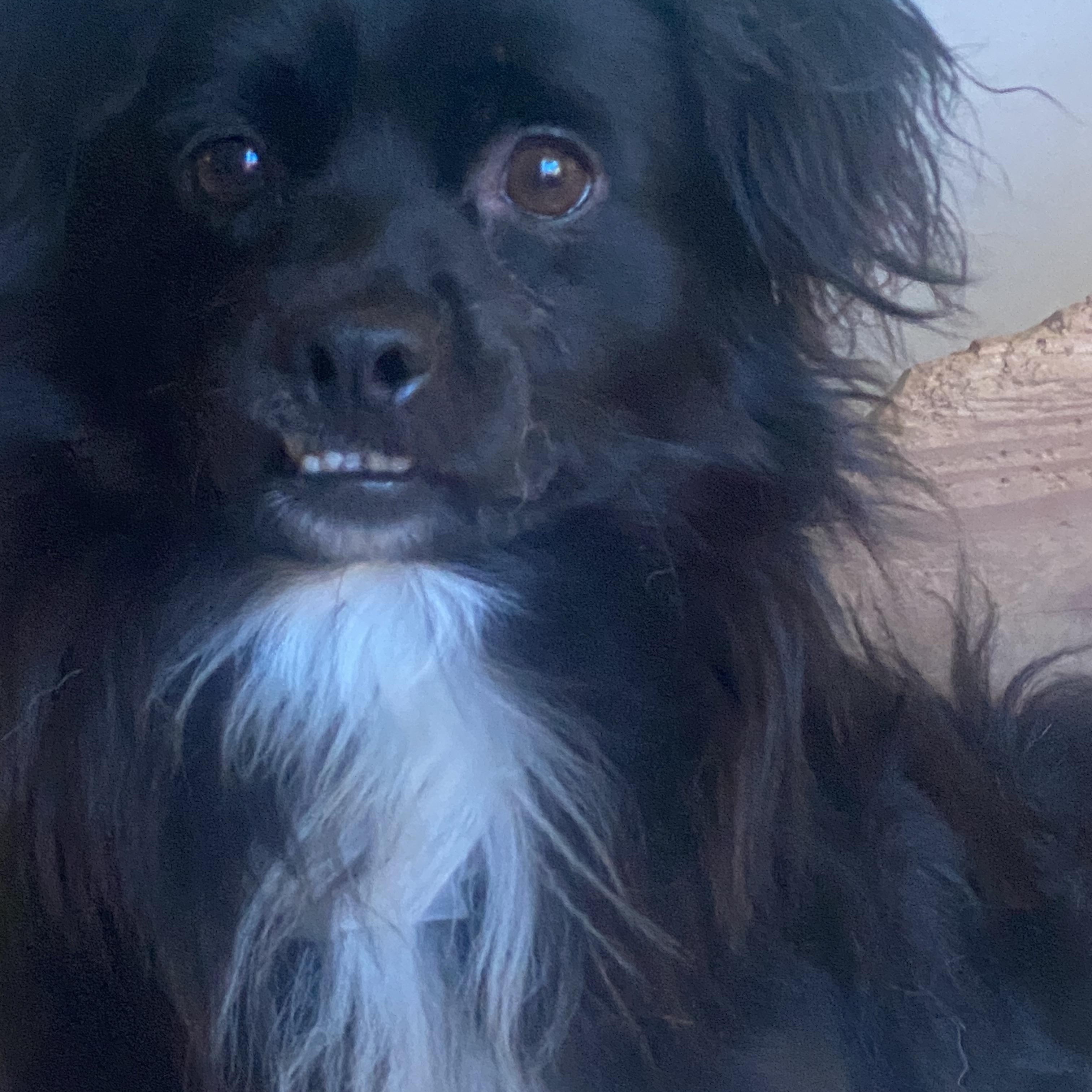 Pongo, an adoptable Spaniel, Papillon in Newport Beach, CA, 92660 | Photo Image 5