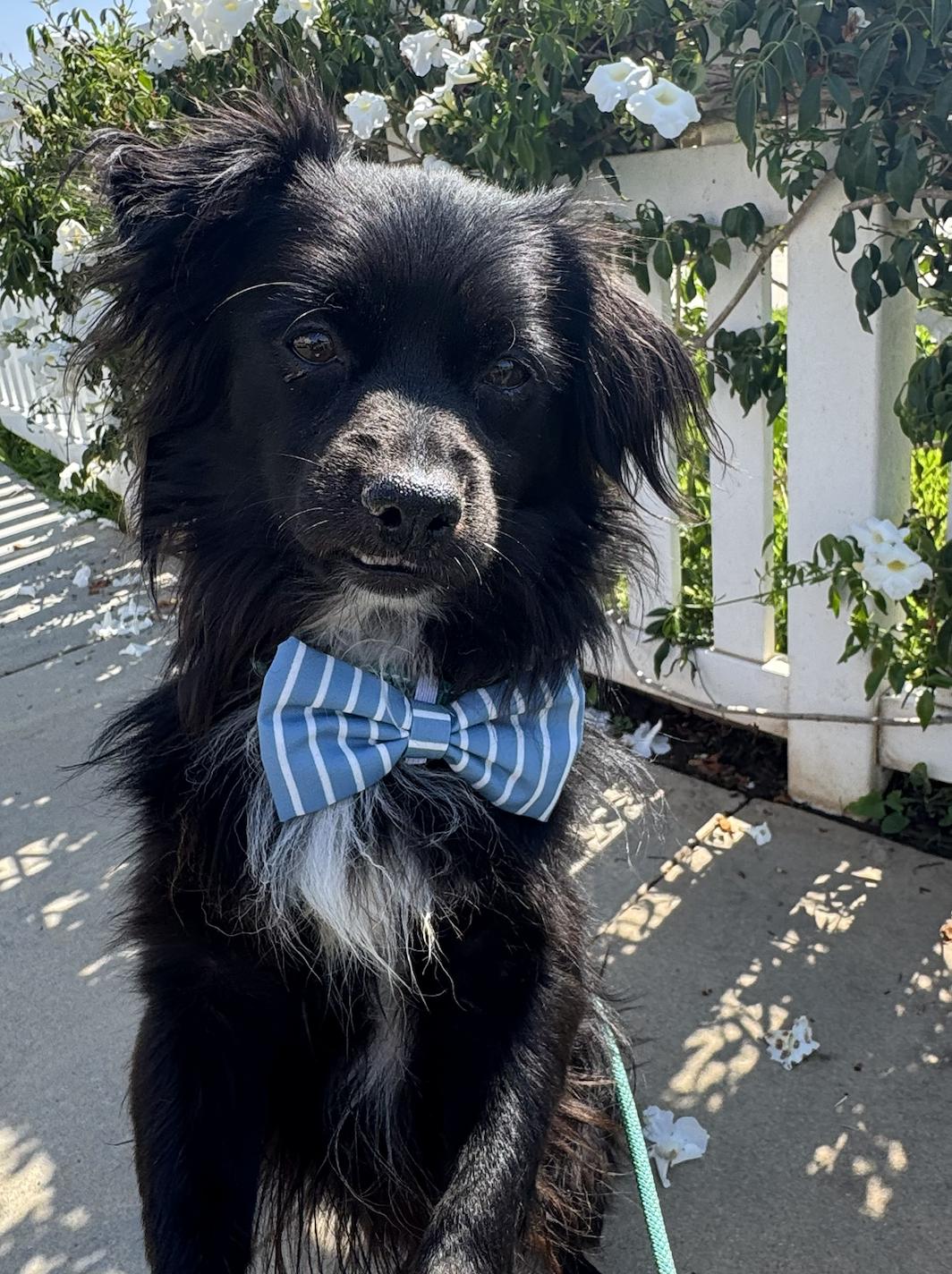 Pongo, an adoptable Spaniel, Papillon in Newport Beach, CA, 92660 | Photo Image 2