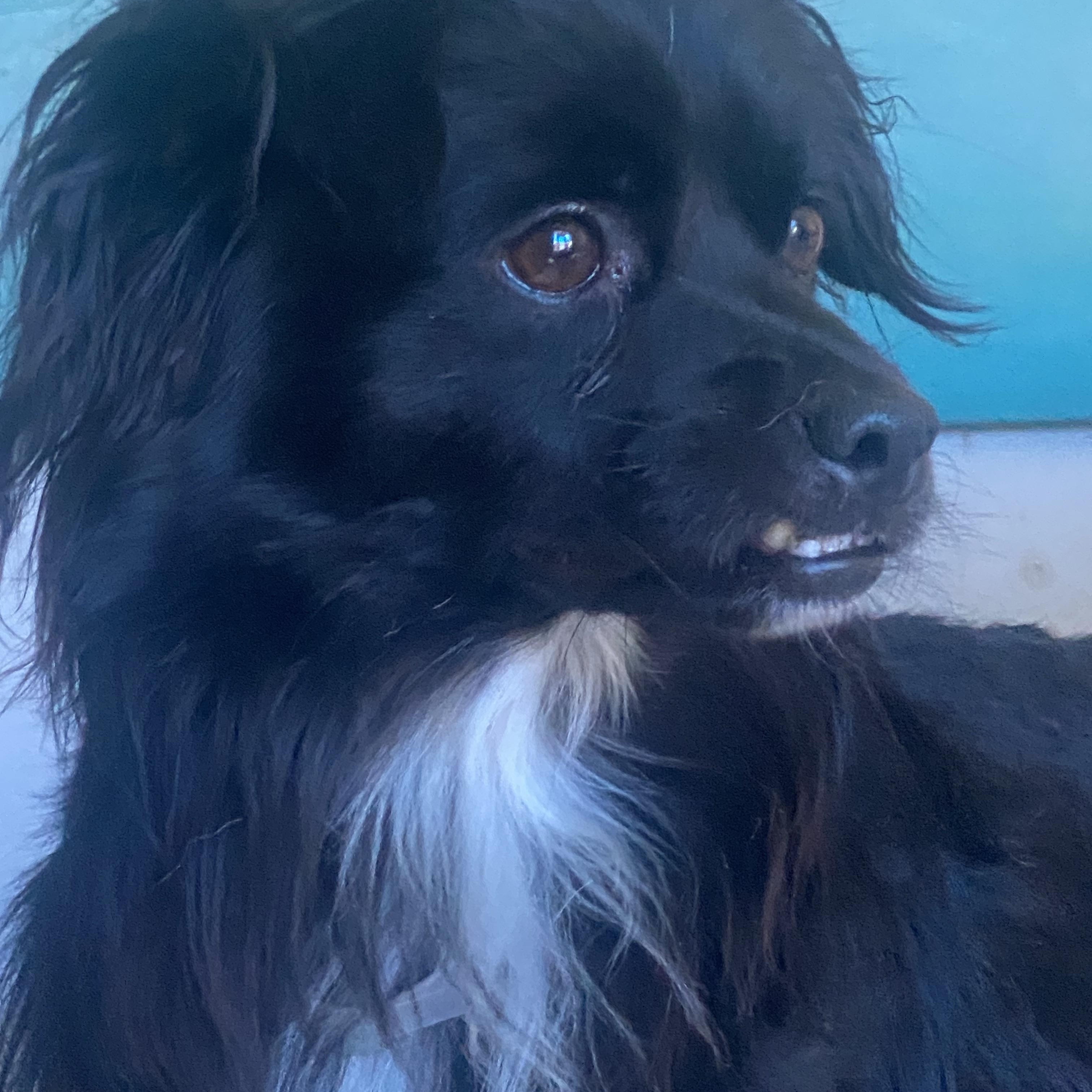 Pongo, an adoptable Spaniel, Papillon in Newport Beach, CA, 92660 | Photo Image 4
