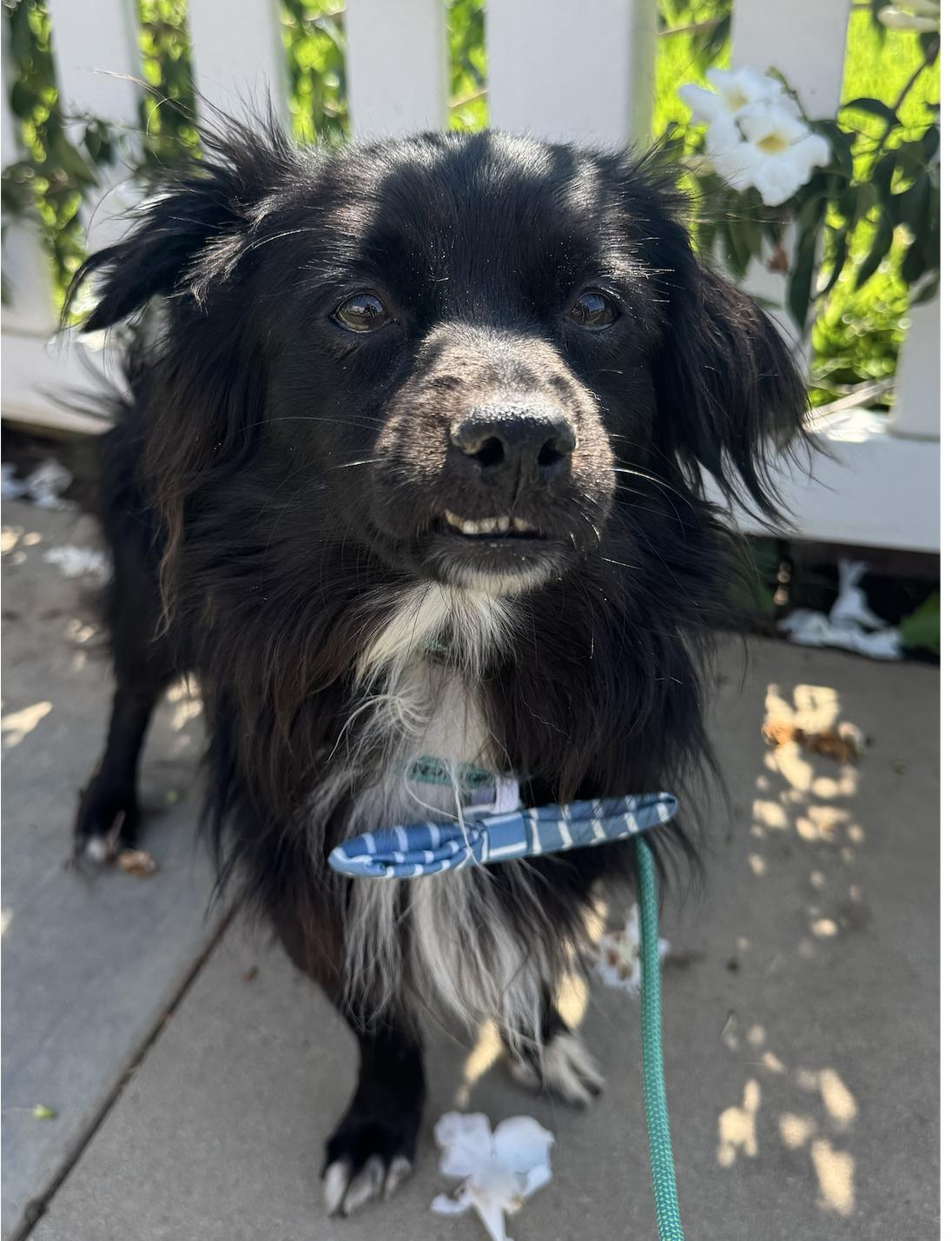 Pongo, an adoptable Spaniel, Papillon in Newport Beach, CA, 92660 | Photo Image 3