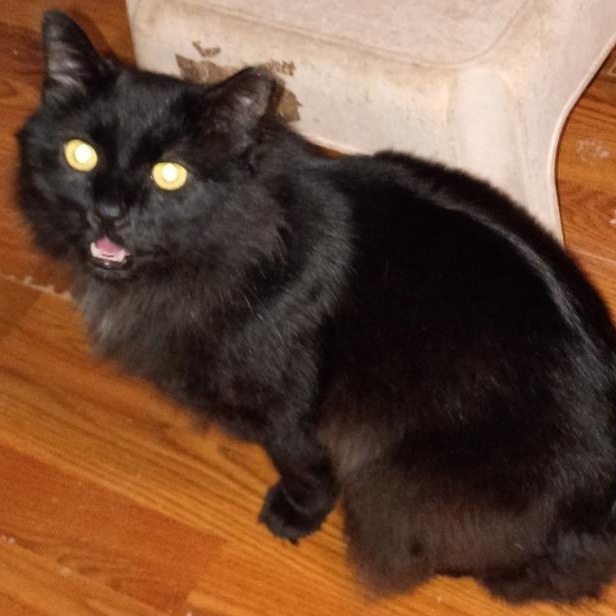 Enlarge  Leo, a ADOPTABLE American Shorthair in Union City, NJ image 4/5