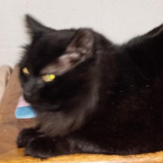 Enlarge  Leo, a ADOPTABLE American Shorthair in Union City, NJ image 5/5