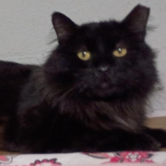 Enlarge  Leo, a ADOPTABLE American Shorthair in Union City, NJ image 2/5