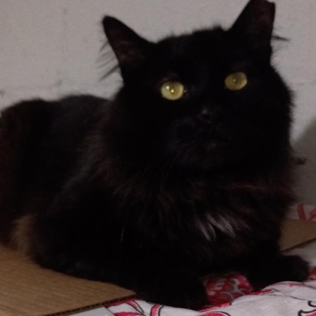 Enlarge  Leo, a ADOPTABLE American Shorthair in Union City, NJ image 3/5