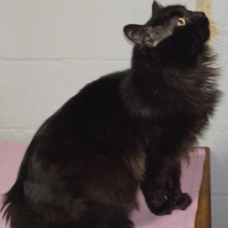 Enlarge  Leo, a ADOPTABLE American Shorthair in Union City, NJ image 1/5