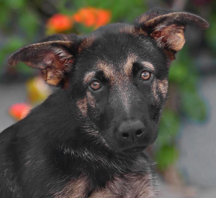 Tucker von Cramme, adopted, Puppy Male German Shepherd Dog.