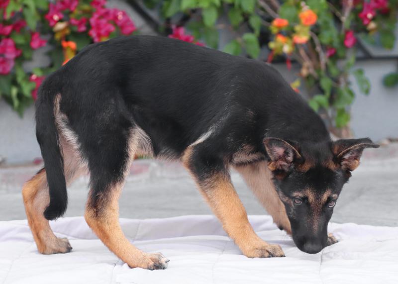 Enlarge Tucker von Cramme, an adopted German Shepherd Dog in Los Angeles, CA image 5/6